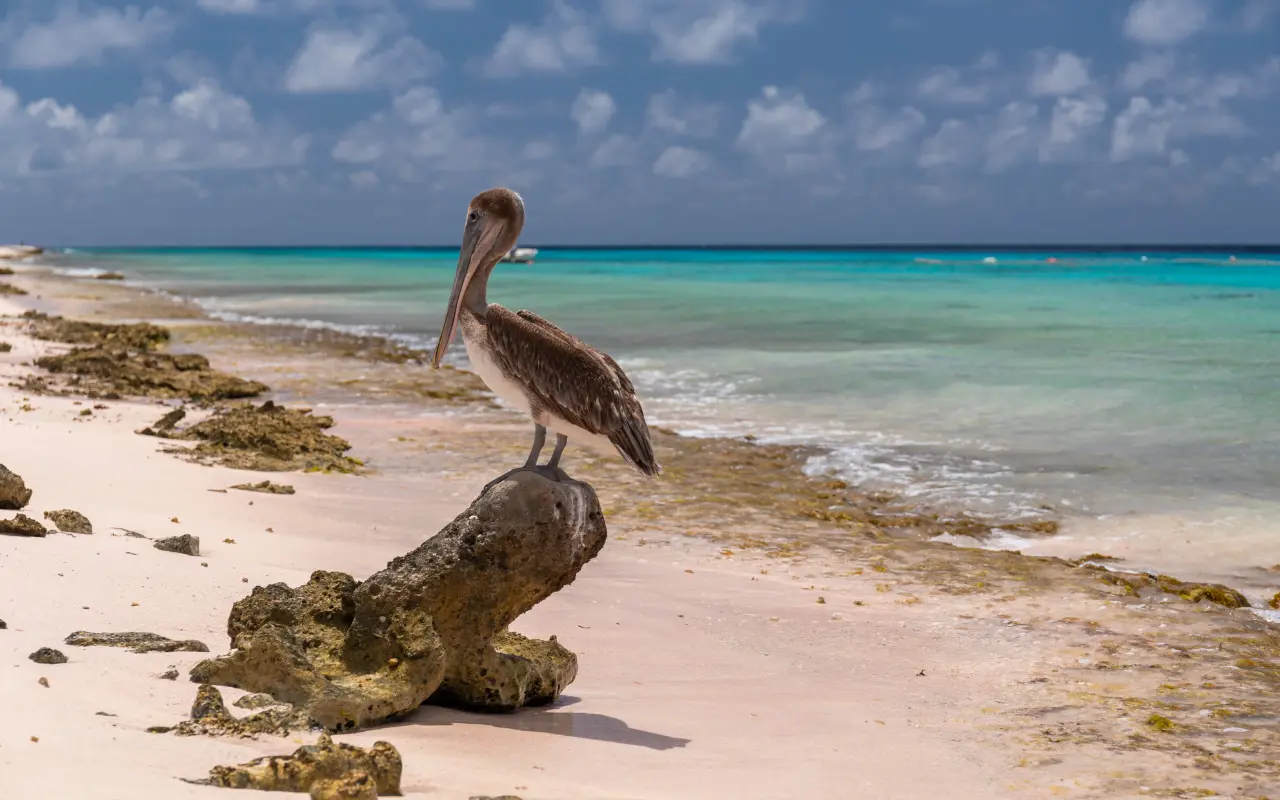 Guía Completa para Viajar a Aruba: Consejos Esenciales