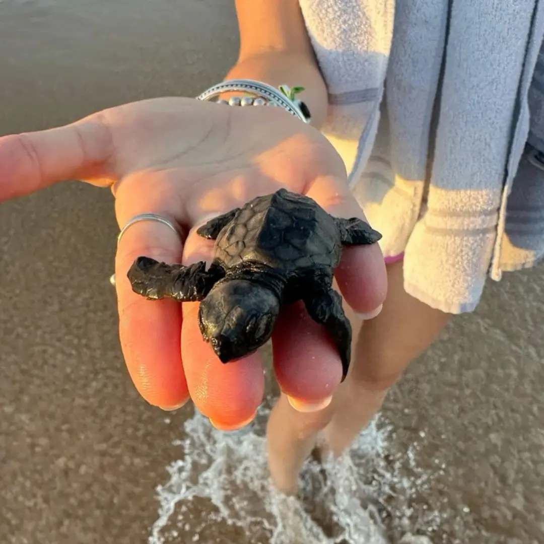Tortuga de Bahia Solano