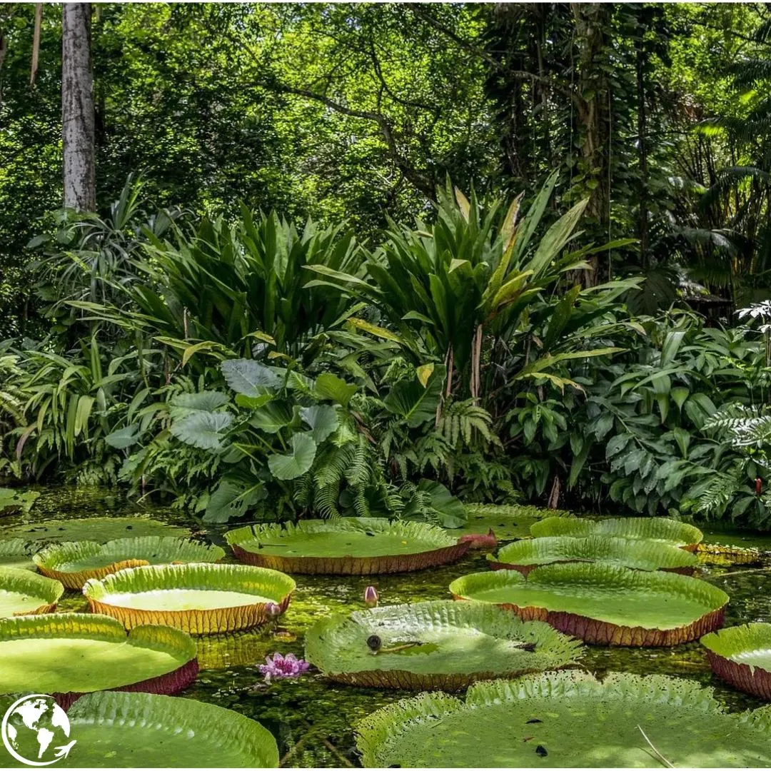 amazonas 2