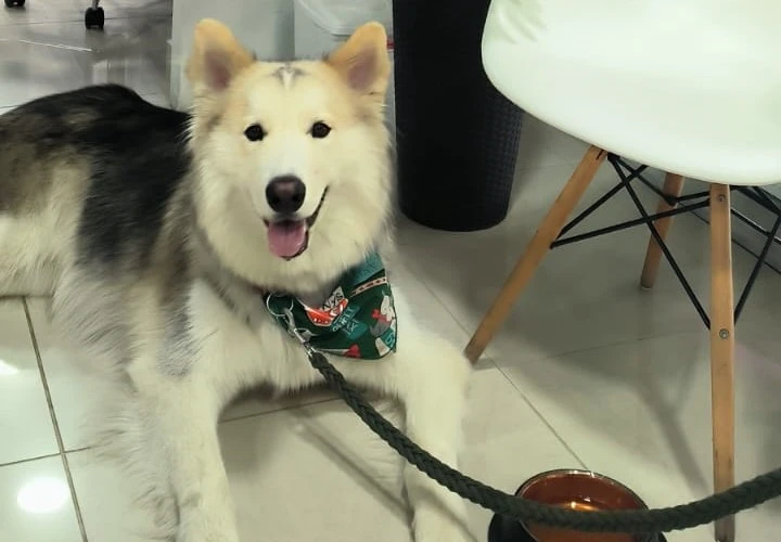 Perro pequeño asomado en una maleta de viaje